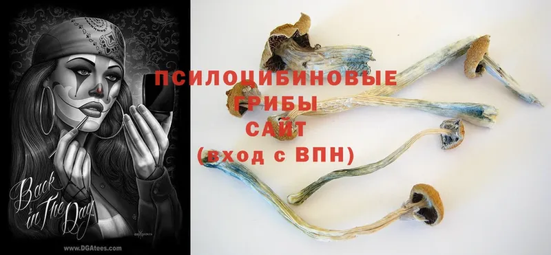 Псилоцибиновые грибы Psilocybe  Мценск 